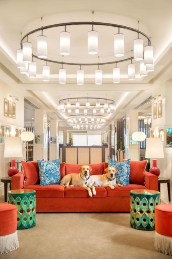 Pet-Friendly Room at Tajview, Agra - IHCL SeleQtions Pet-friendly room with stylish decor at Tajview, Agra - IHCL SeleQtions, a top hotel near Taj Mahal.