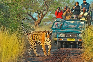 Family Getaway at Vivanta - Sawai Madhopur Lodge Family Getaway at Vivanta - Sawai Madhopur Lodge