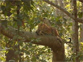 Safaris and Wildlife Viewing At Pench Safaris and Wildlife Viewing At Pench