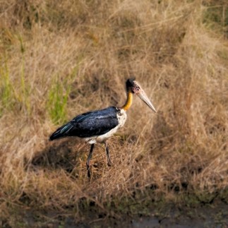 IHCL Experiences - Beak To Beak alternate text for image