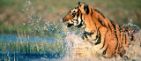 Tiger Safaris by Taj