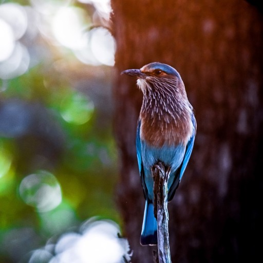 Bird Watching at Pench National Park Bird Watching at Pench National Park
