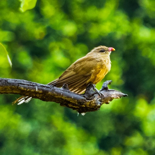 Wildlife Bandhavgarh National Park 1x1