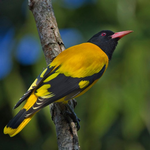 Bird Watching at Chitwan National Park