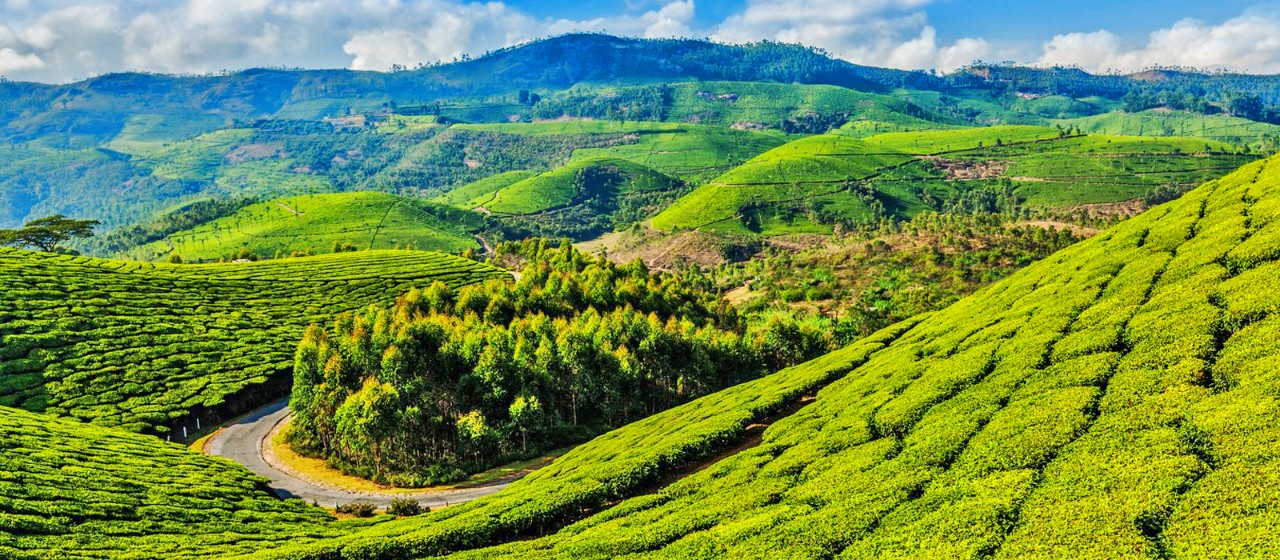Best Places to Visit & Things to Do in Coonoor | SeleQtions Hotels