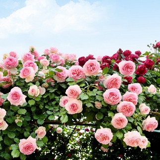 Savoy, Ooty - Things to do in Ooty-150
