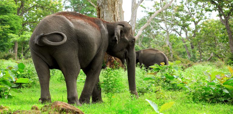 Image result for bandipur national park