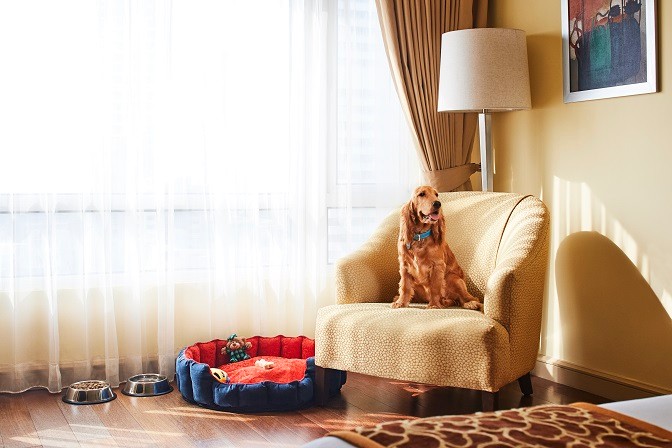 Pet-Friendly Amenities at President Mumbai Pet-friendly amenities at President Mumbai, IHCL SeleQtions, featuring a cozy pet bed and accessories in a luxurious hotel room.